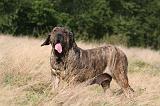 FILA BRASILEIRO 170